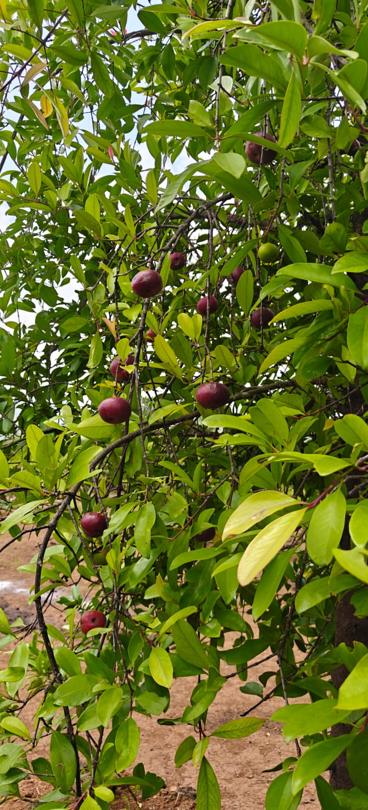 Farm plant: WhatsApp Image 2026-07-28 at 12.53.13 (1).jpeg